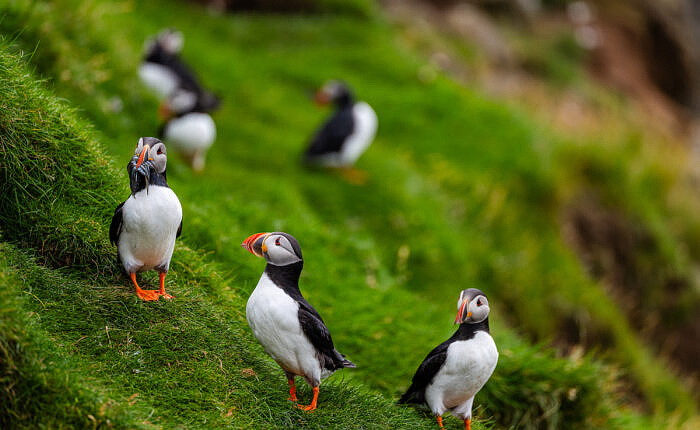 Puffins, Leica SL3 + 90-280mm Vario-Elmarit-SL | David Farkas 2024