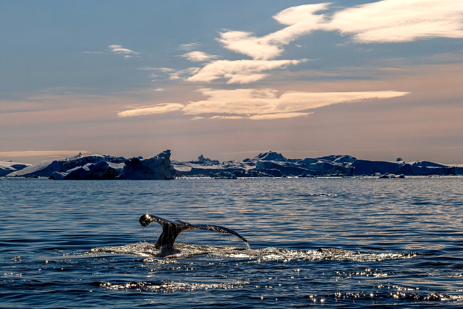 Whale watching! Leica SL2 | David Farkas | Greenland 2023
